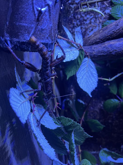 Straszyki nowogwinejskie