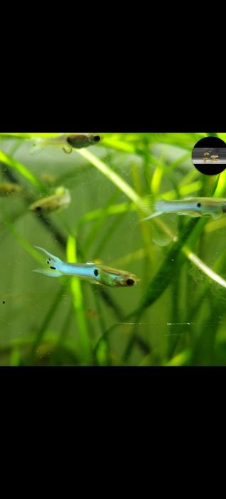 Gupiki Japan Blue przeczytaj ogłoszenie ( tani zestaw)