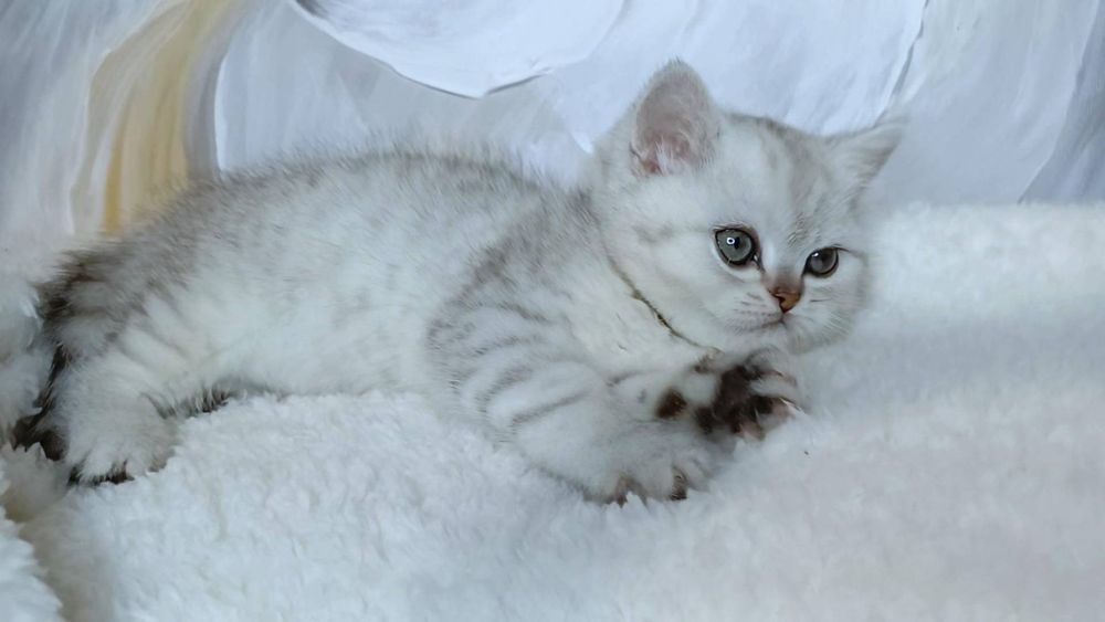 Кошенята , лагідні срібні шиншилята