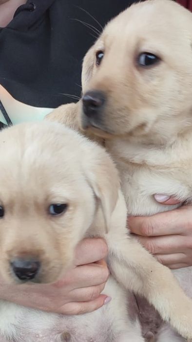 Лабрадор Ретривер