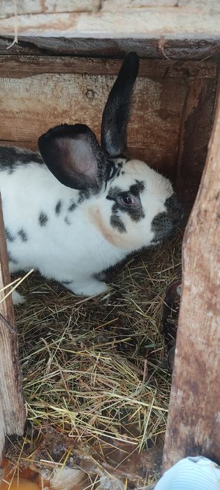 Продам кролів ціна