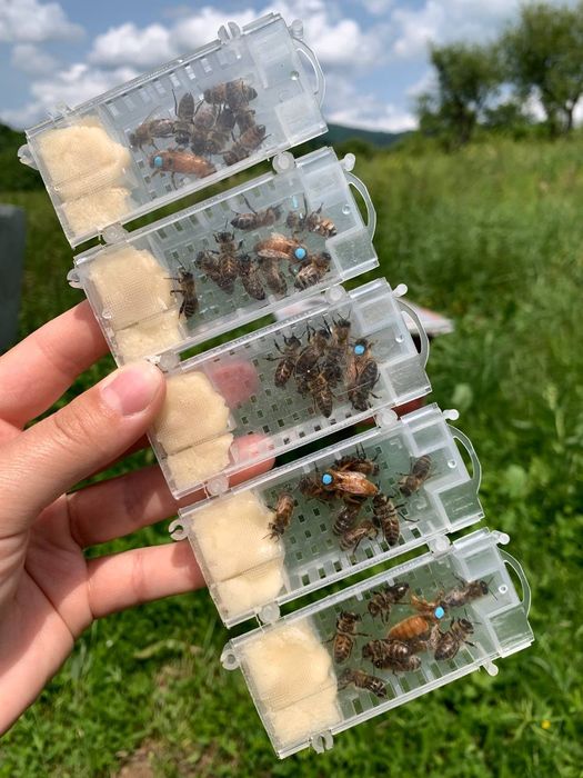 Бджолопакети Бакфаст , Італійка 2026