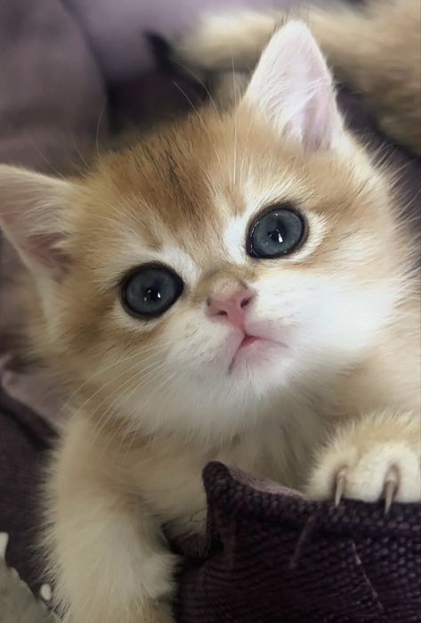 Кошенята золотої шиншили