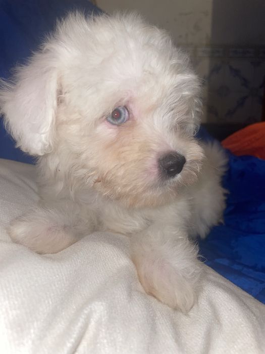 Bichon maltes super top femea olhos azuis