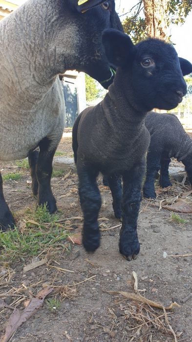 Ovelhas Suffolk disponiveis