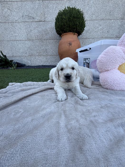 Golden Retriever  femea fantastica