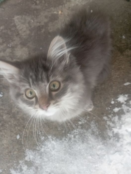 Котик-муркотик  в добрі руки