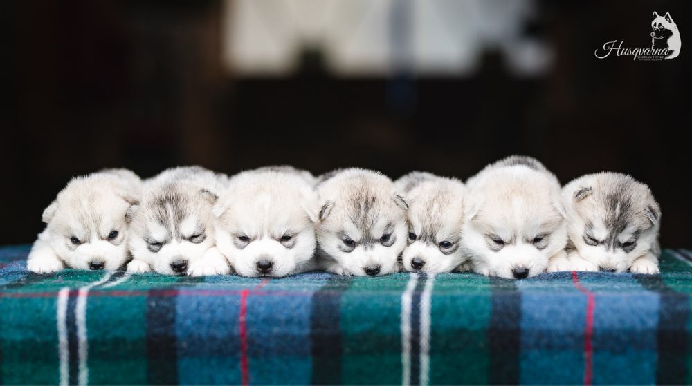 Piękny piesek Husky / hodowla FCI & ZKwP od 1994 roku