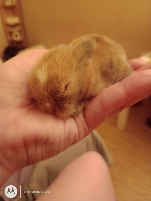 Króliczki Mini ,Karzełek Teddy