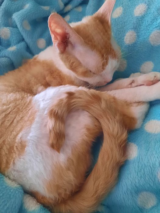 Котик Девон рекс
