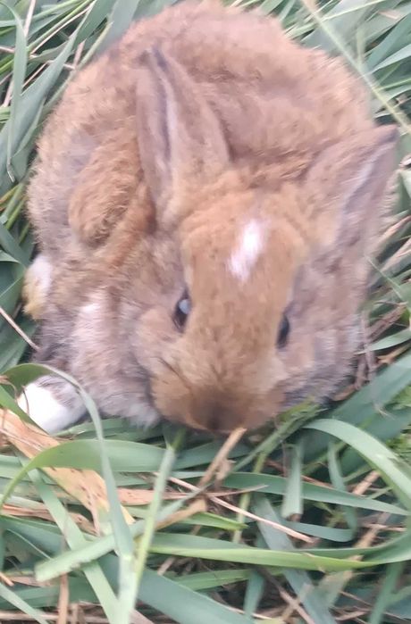 Продаються кролики