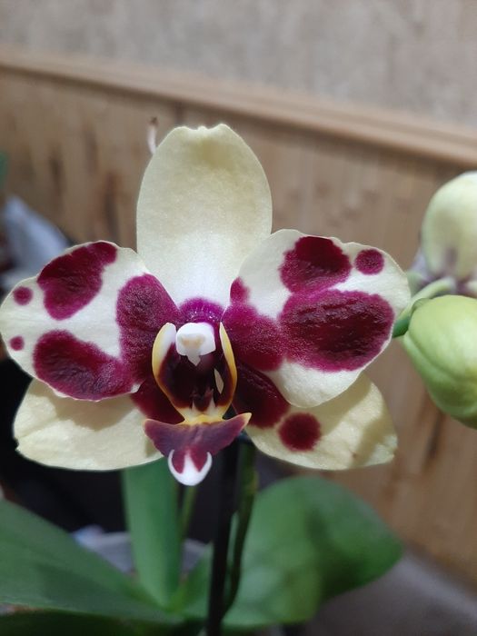 Орхидея сортовая