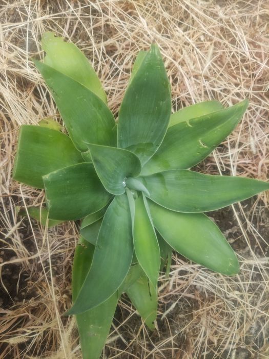 Agave attenuata ou agave-dragao