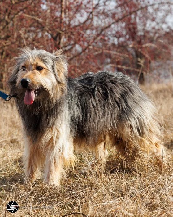 Wspaniały psiak Jantar szuka domu