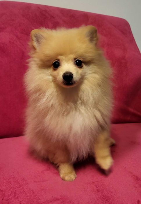 Pomeranian szpic miniaturowy