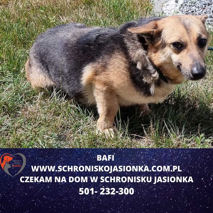 BAFI do adopcji – Schronisko Jasionka