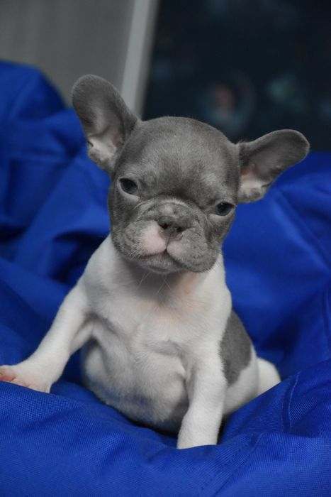 французький бульдог милий хлопчик