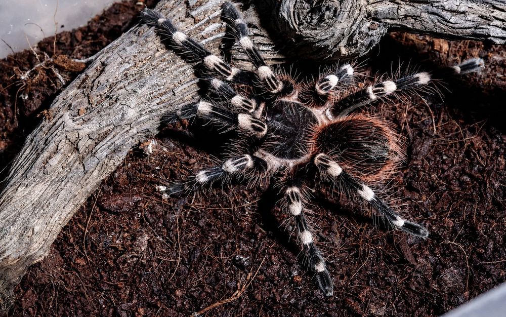 Ptasznik białokolanowy SAMIEC Acanthoscurria geniculata piękny zdrowy pająk + terrarium