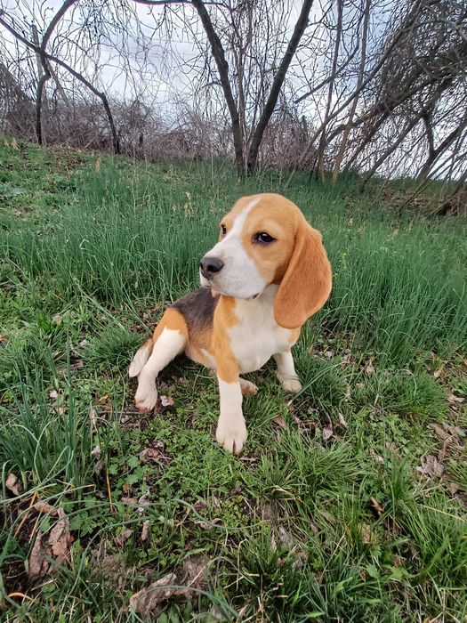 Біглята з документами кку