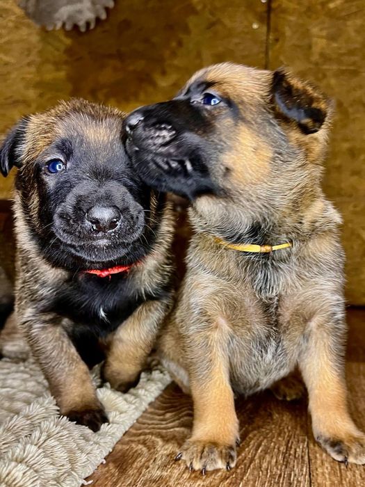 Цуценя бельгійської вівчарки малінуа