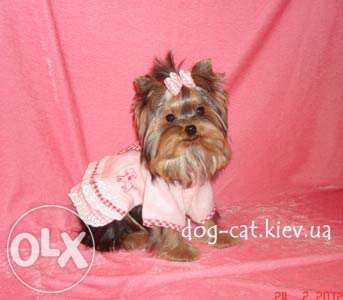 Йорки и БИВЕР Йорки! Щенки VIP-класса! Супер-мини и стандарт. Киев.