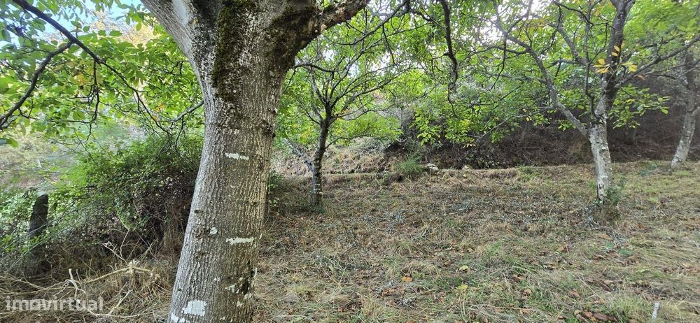 Terreno florestal em Gestaçô, Baião — Viariz, Porto