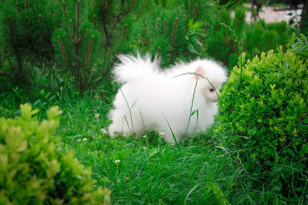 Нереально красива дівчинка померанський шпіц з документами ксу!