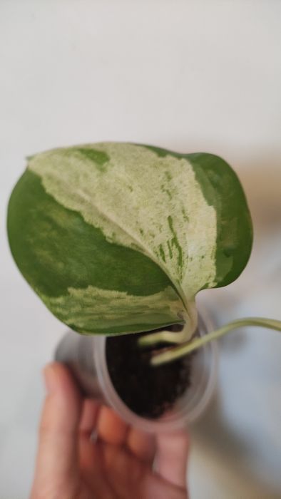 Епіпремнум happy leaf