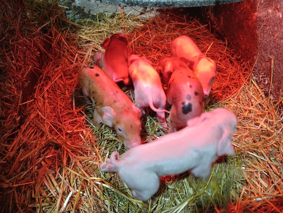 Продам поросят Била велика + Дюрок