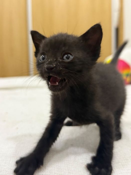 Gatinhos para adoção responsável