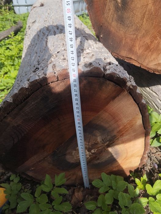 Orzech włoski na deski