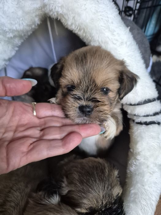 Lhasa Apso piesek