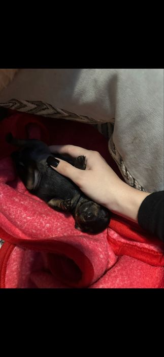 Американський той-терʼєр