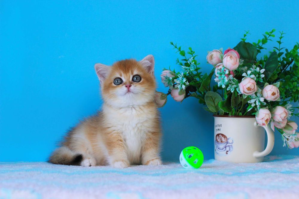 Милий британчик хлопчик