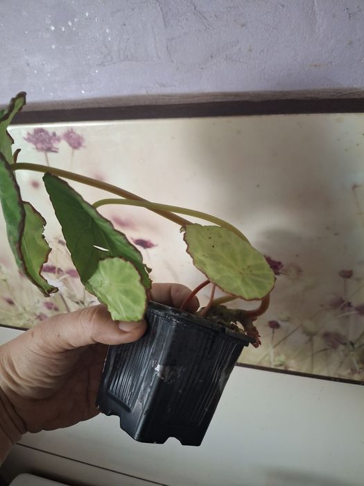 Begonia Scapigera