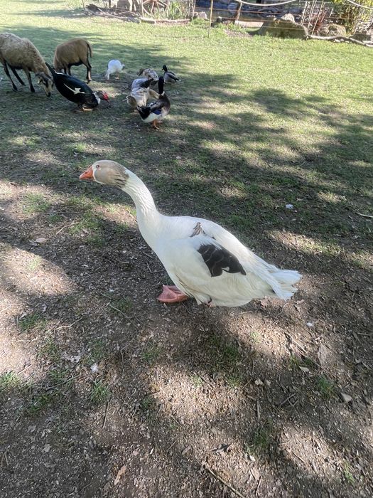 ganso macho Toulouse