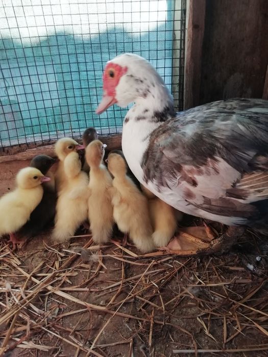 Vendo patos mudos pequenos