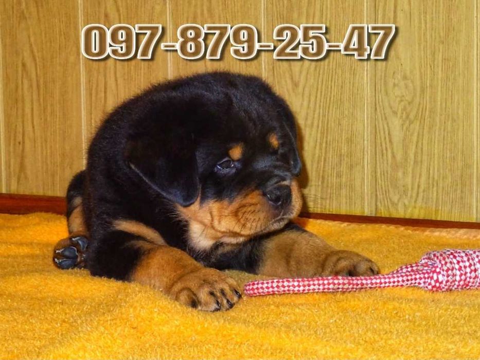 Лучшие из Лучших щеночков Ротвейлера!
В свои 1,5 месяца весят 7кг!!!