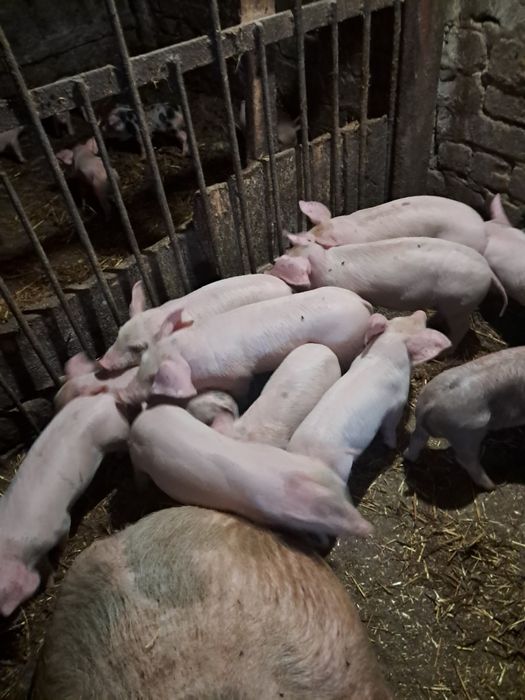 Поросята домашні.