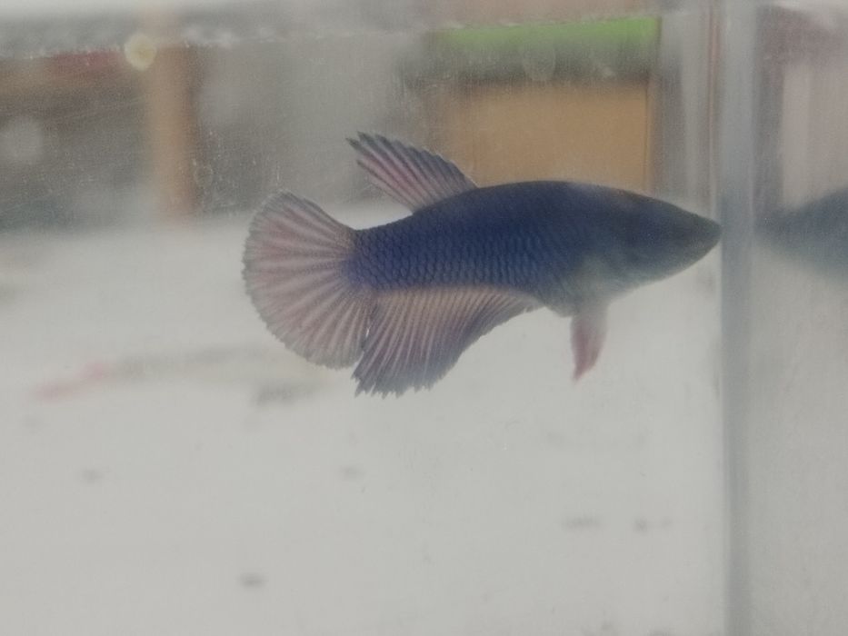 Bettas juvenis..