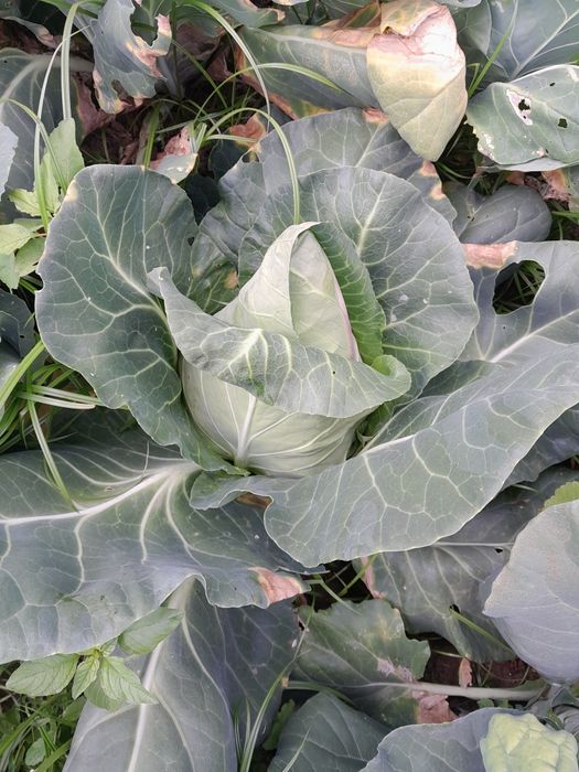 Hortícolas sempre frescas