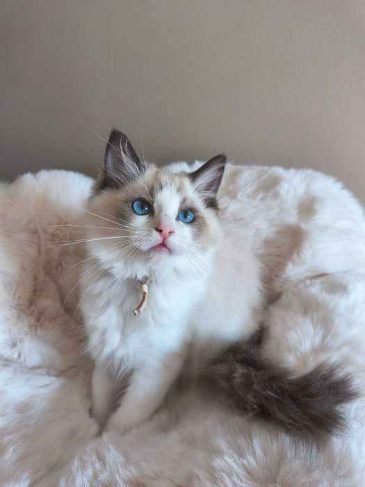 Koteczka rasy Ragdoll.