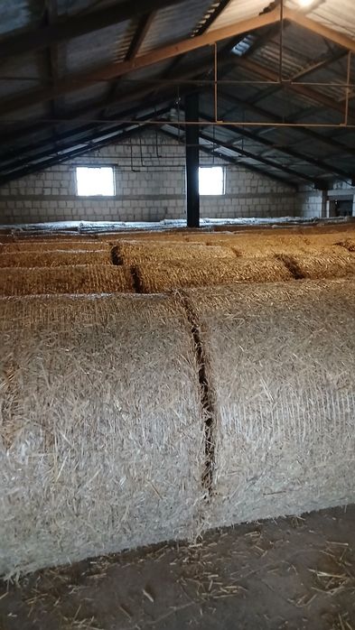 Sprzedam zboża paszowe I słomę.