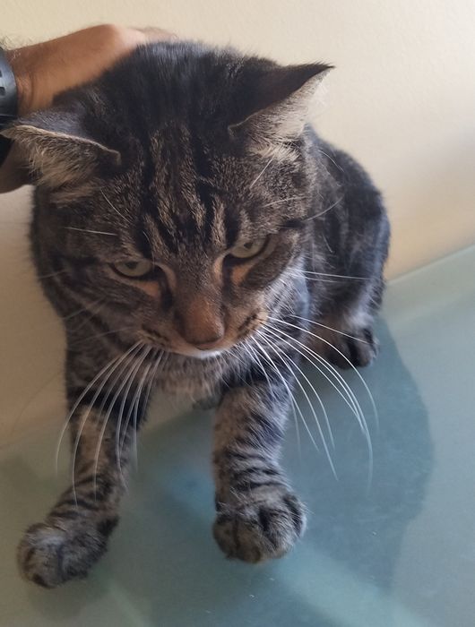 Gato e gata para dar