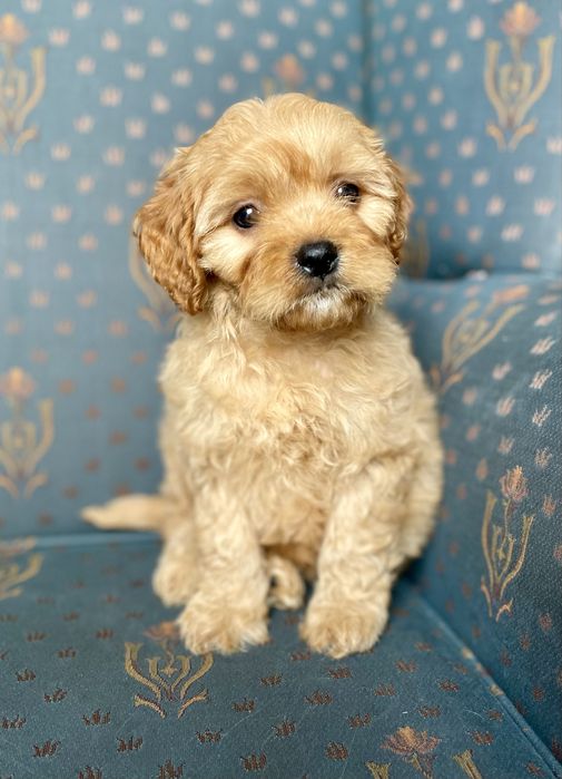 Cavapoo f1 sunia