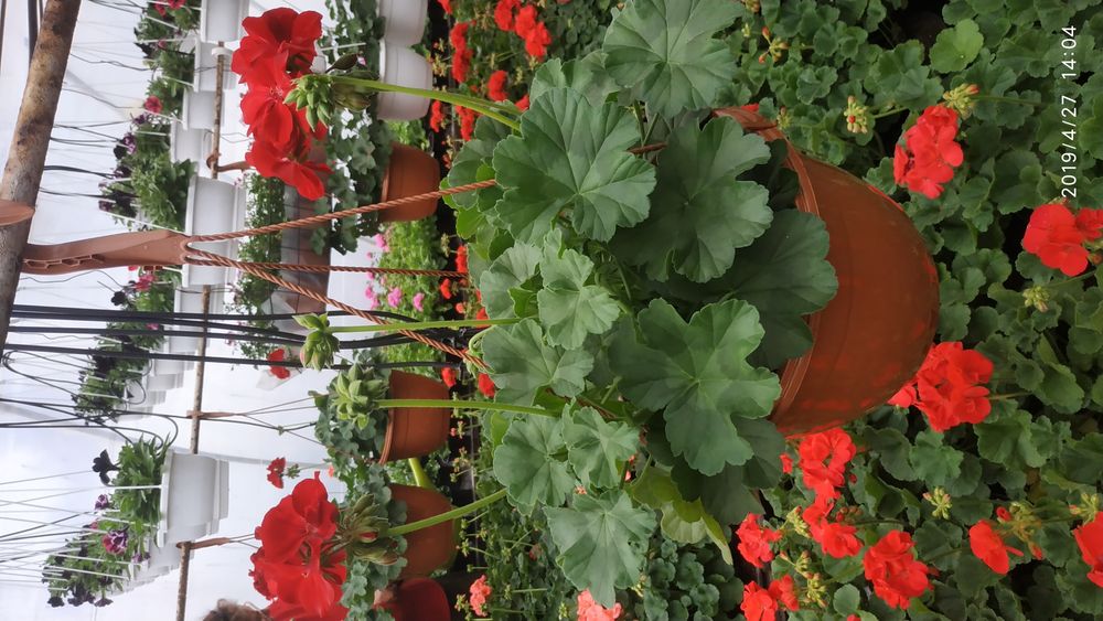 Kwiatek WPR - Pelargonia
