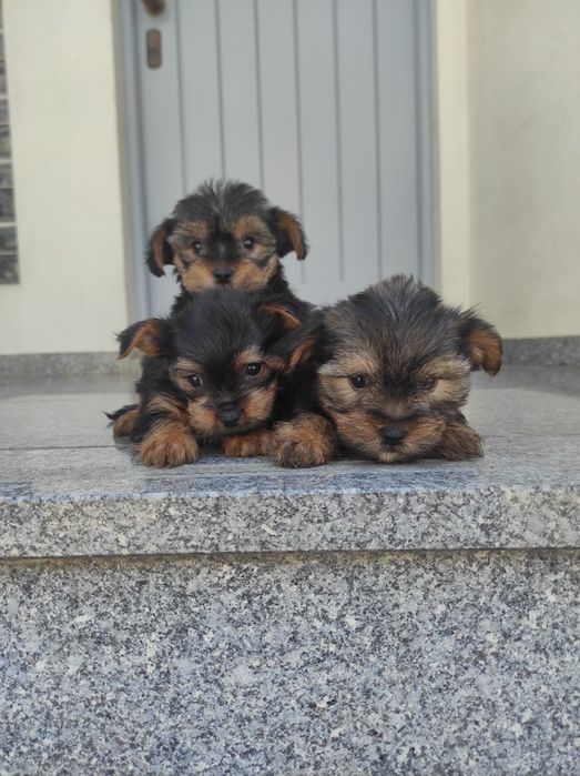 Yorkshire terrier
