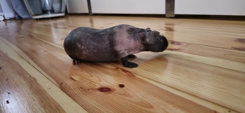 Swinki morskie Skinny samczyki młode