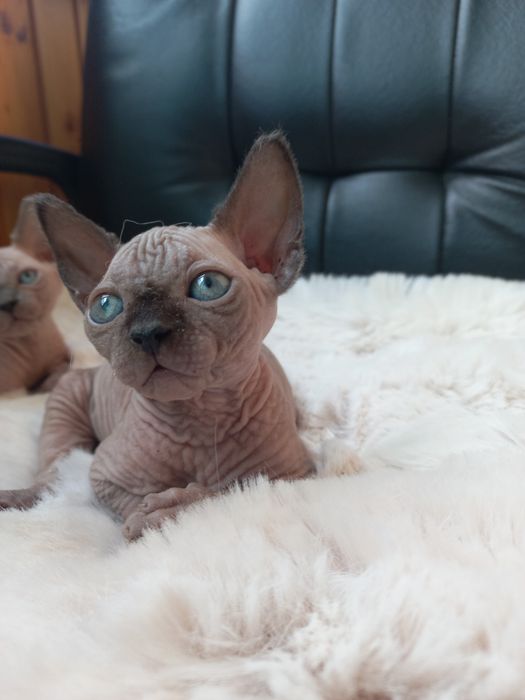 Котенок мальчик канадик