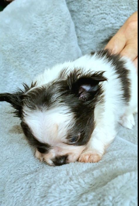 Amigo chihuahua długowłosy